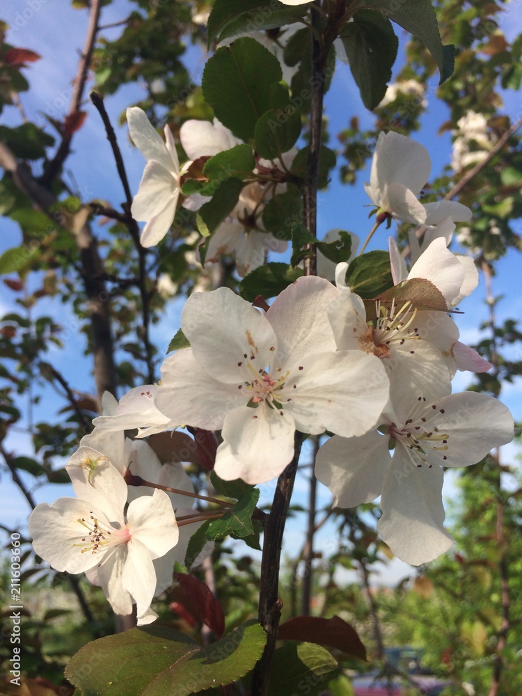 Blossom apple tree Blossom apple tree