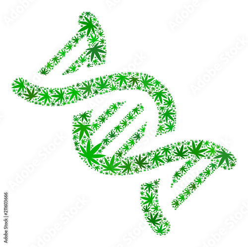 Dna spiral mosaic of cannabis leaves in variable sizes and green tinges. Vector flat cannabis leaves are organized into dna spiral figure. Narcotic vector illustration.