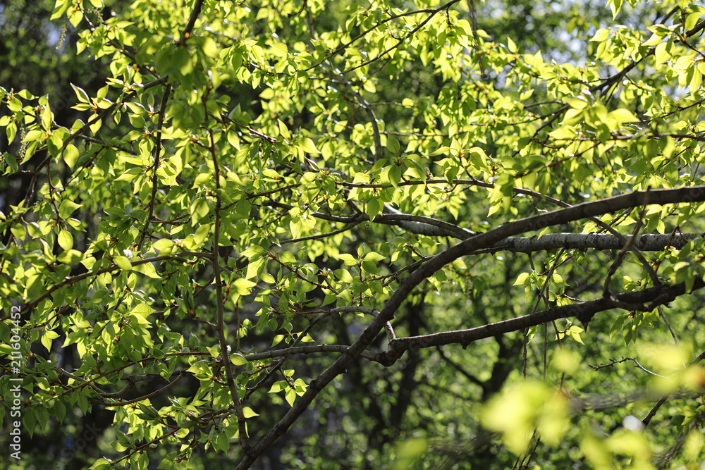 Spring nature. Leaves and bushes with the first green leaves in Spring nature. Leaves and bushes with the first green leaves in
