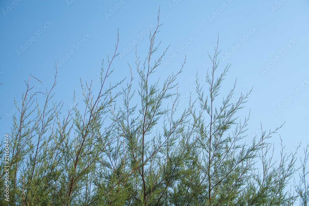 exotic flora in the Tamarixs