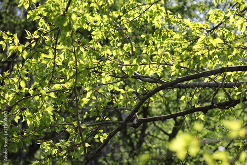 Spring nature. Leaves and bushes with the first green leaves in