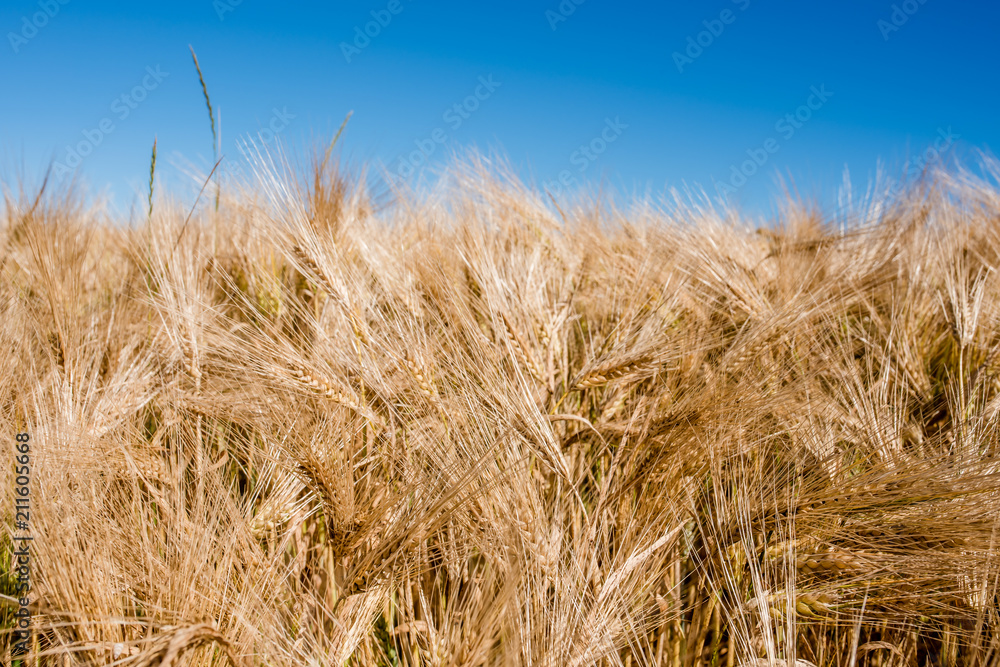 Fototapeta premium épis dorés avant la récolte