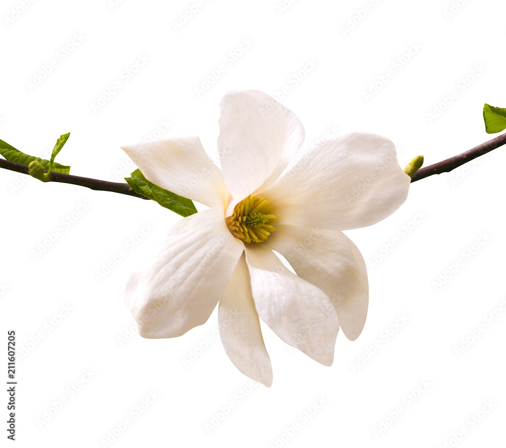 magnolia flower isolated on white background magnolia flower isolated on white background