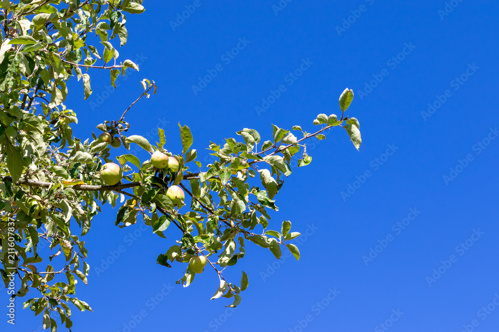 Single branch of a young apple tree in front of blue cloudless sky in summer Single branch of a young apple tree in front of blue cloudless sky in summer