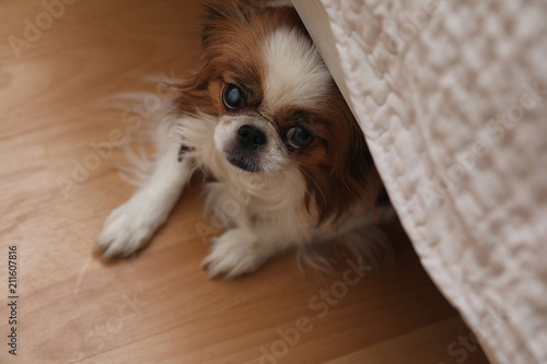 Photography Decorative breed of dogs. A small domestic dog. The dog under th