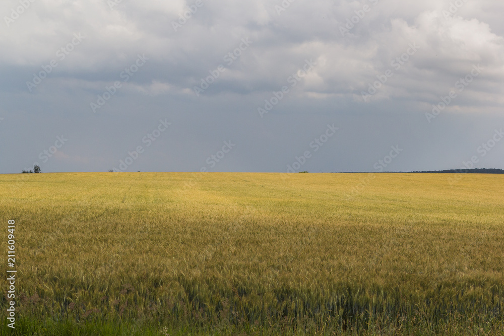 wheat field2