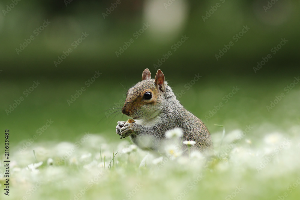 Naklejka premium cute squirrel eating nut
