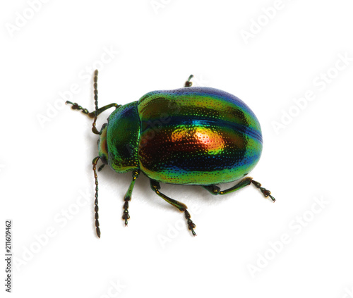 Leaf beetle Chrysolina graminis