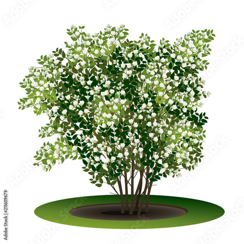 bush jasmine with green leaves and flowers