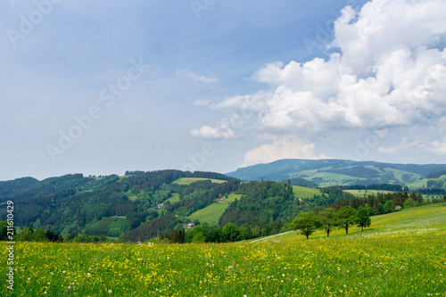 Germany  Endless nature landscape in black forest holiday region