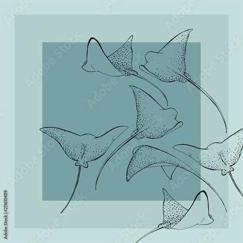 
The spotted eagle ray.Sea inhabitants, water world.Flying in the ocean.Batoidea.
