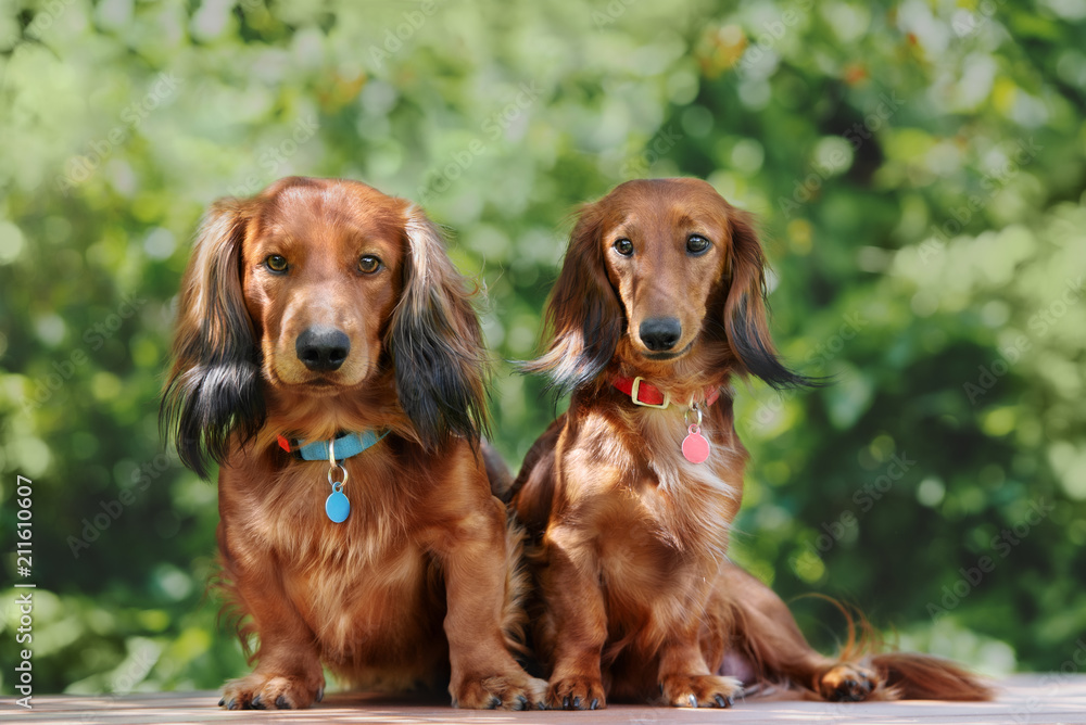 two dachshund dogs sitting together outdoors in summer