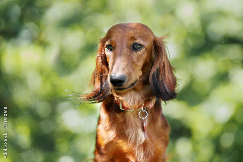red dachshund dog portrait in summer