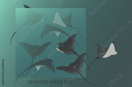 
The spotted eagle ray.Sea inhabitants, water world.Flying in the ocean.Batoidea.
