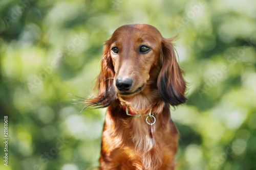 red dachshund dog portrait in summer