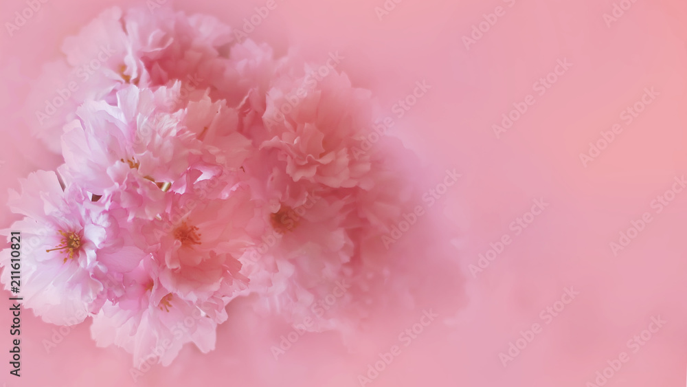 blossoming branches Sakura spring. space for text. toned background blossoming branches Sakura spring. space for text. toned background