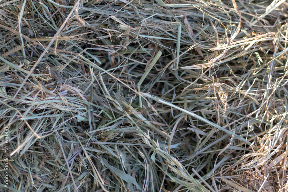 Close up view on a dry hay role in summer