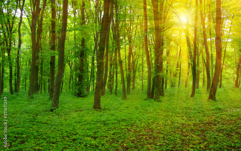 Fototapeta premium Forest and sun rays