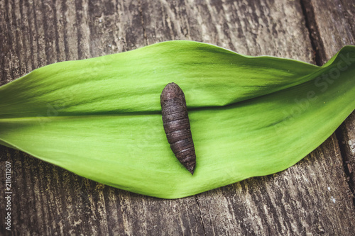 a butterfly pupa on a leaf of a plant. wooden background. photo