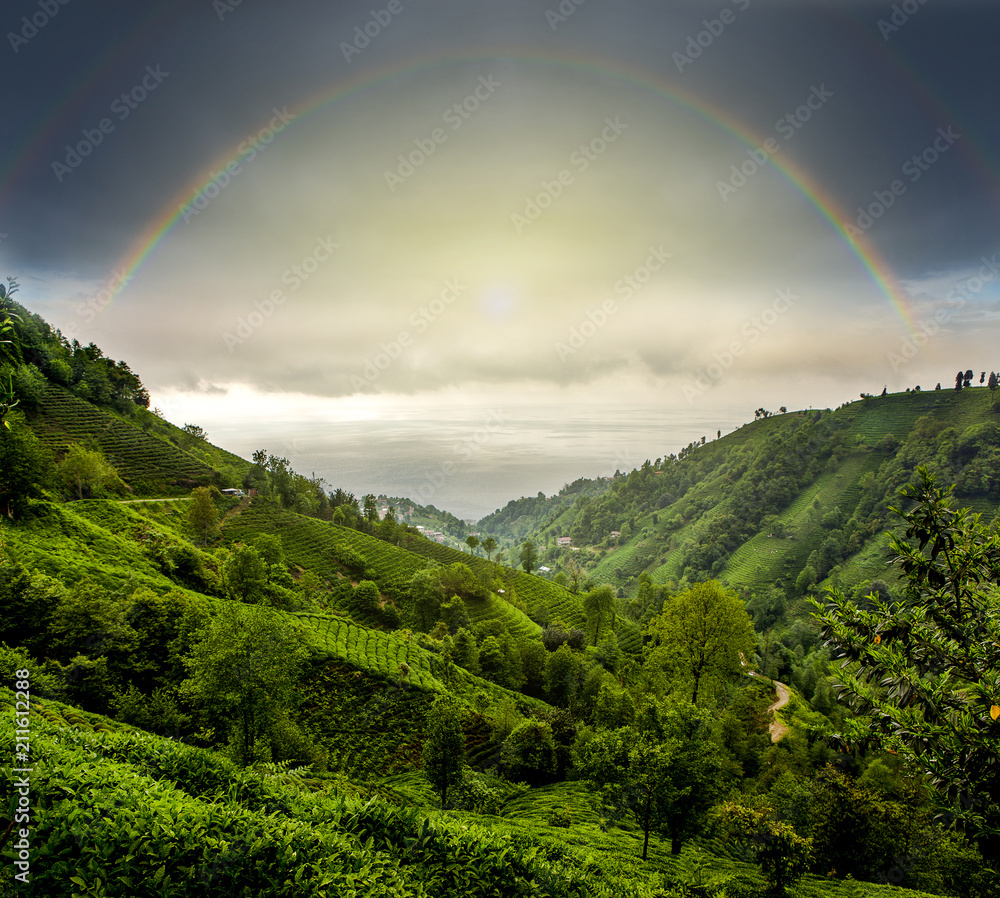 Rize tea fields with a beautiful view. Turkey country Rize tea fields with a beautiful view. Turkey country