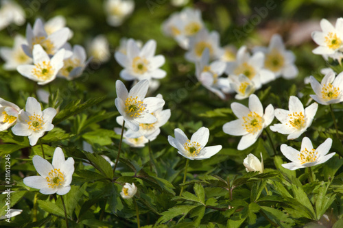 Anemone Asherah (Anemone nemorosa) in spring photo