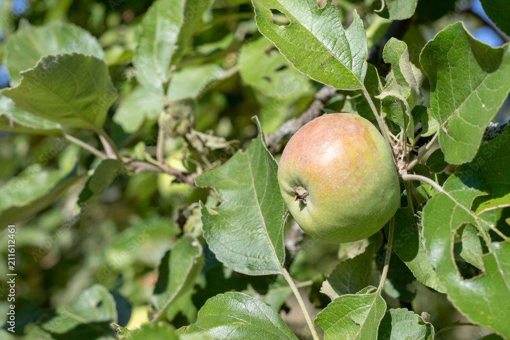 Single ripe apple hanging at the apple tree in summer Single ripe apple hanging at the apple tree in summer
