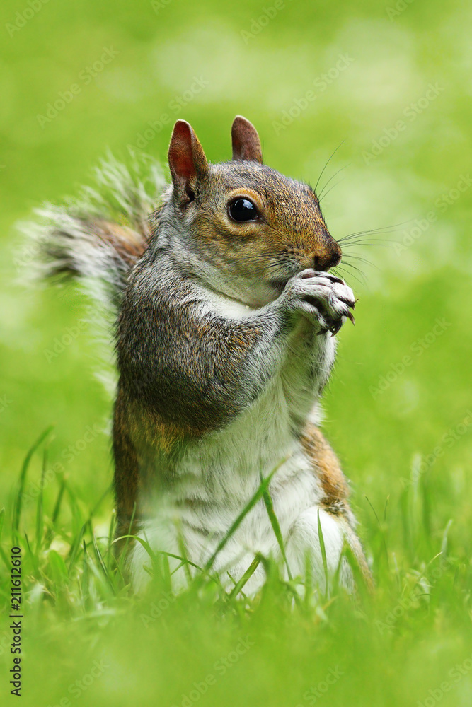 Obraz premium grey squirrel in the park