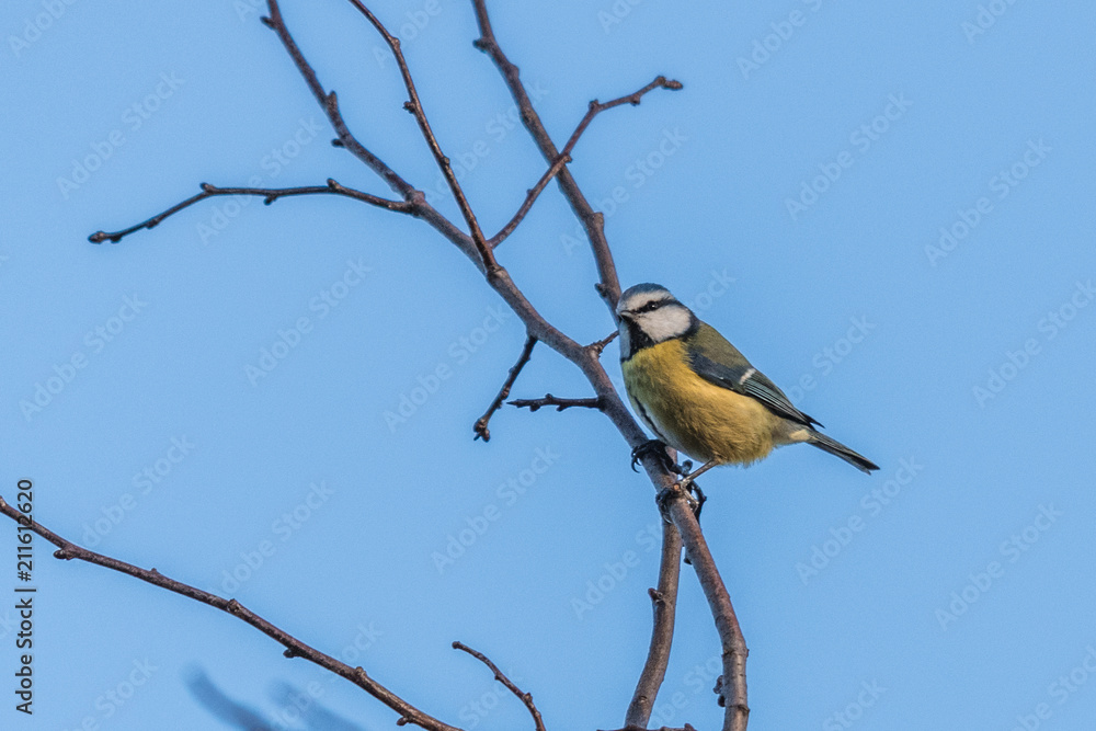 Blue Tit in the branches