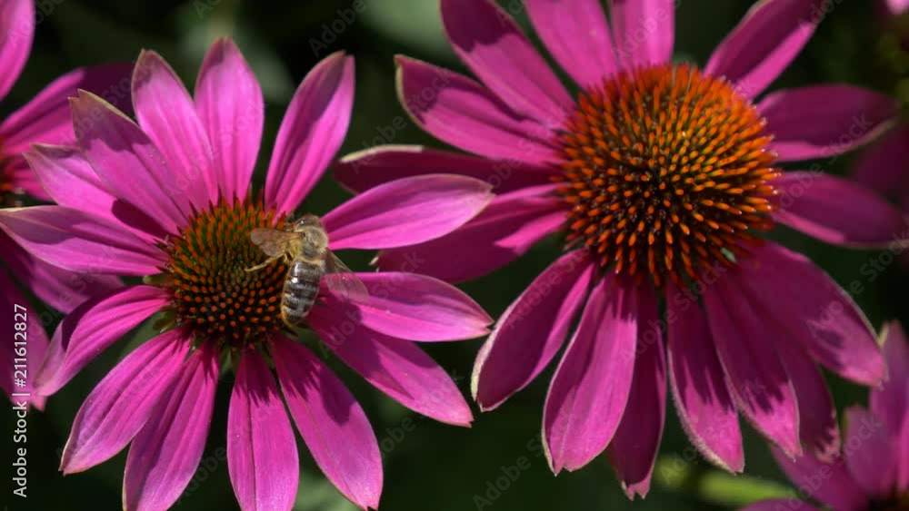 Close-up of a bee collects nectar on a purple cone-flower ( Echinacea purpurea ), native 30fps - Cinelike D - 4K video Close-up of a bee collects nectar on a purple cone-flower ( Echinacea purpurea ), native 30fps - Cinelike D - 4K video