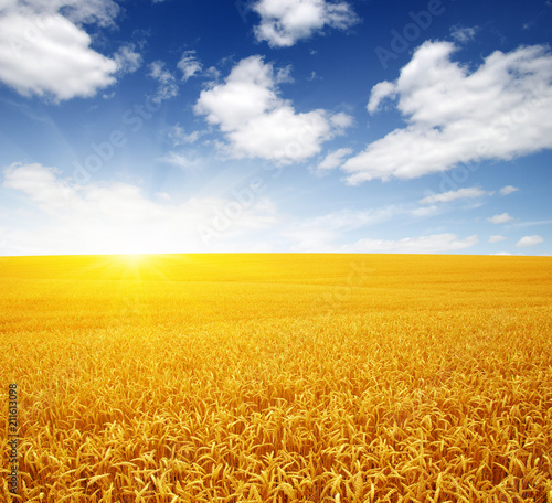 Wheat field and sun