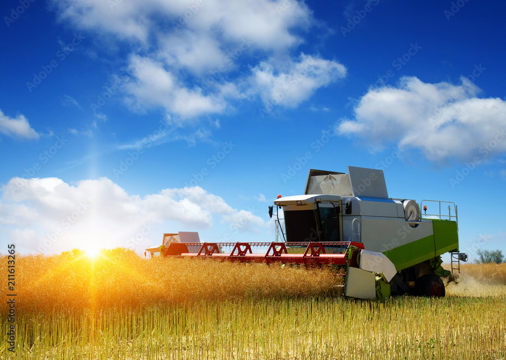 Obraz premium Combine working in field.