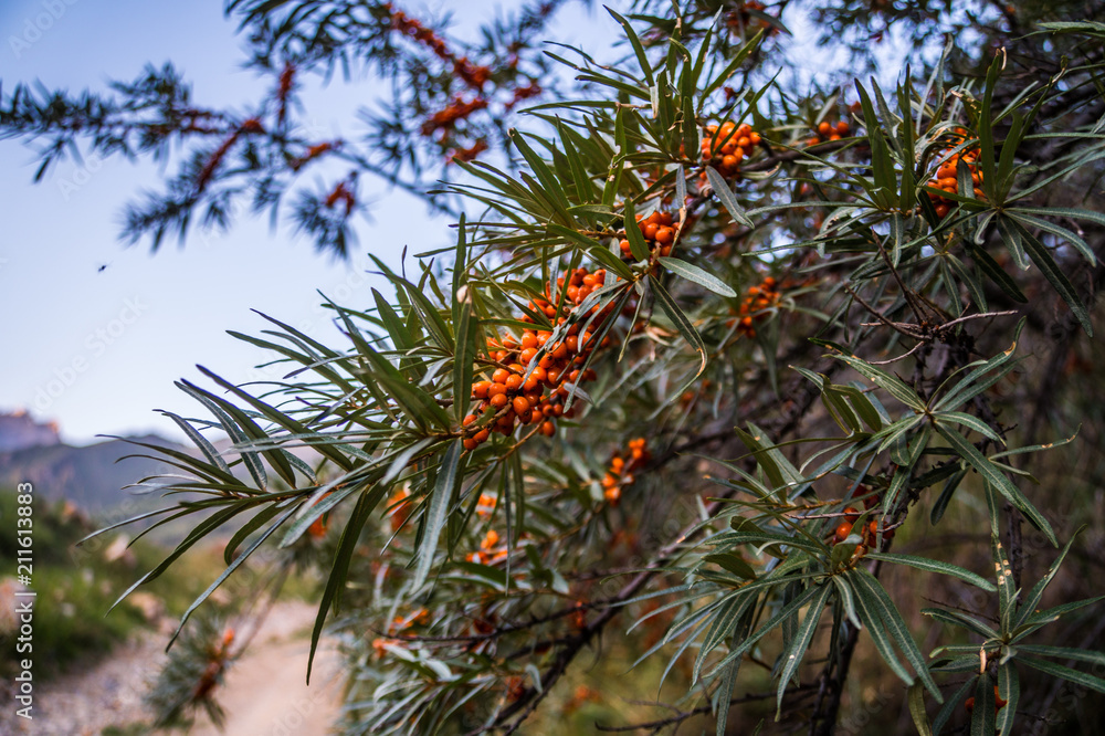 Fototapeta premium Sea-buckthorn on the tree. Sea Buckthorn plants are incredibly important natural resources in the mountainous regions of Russia