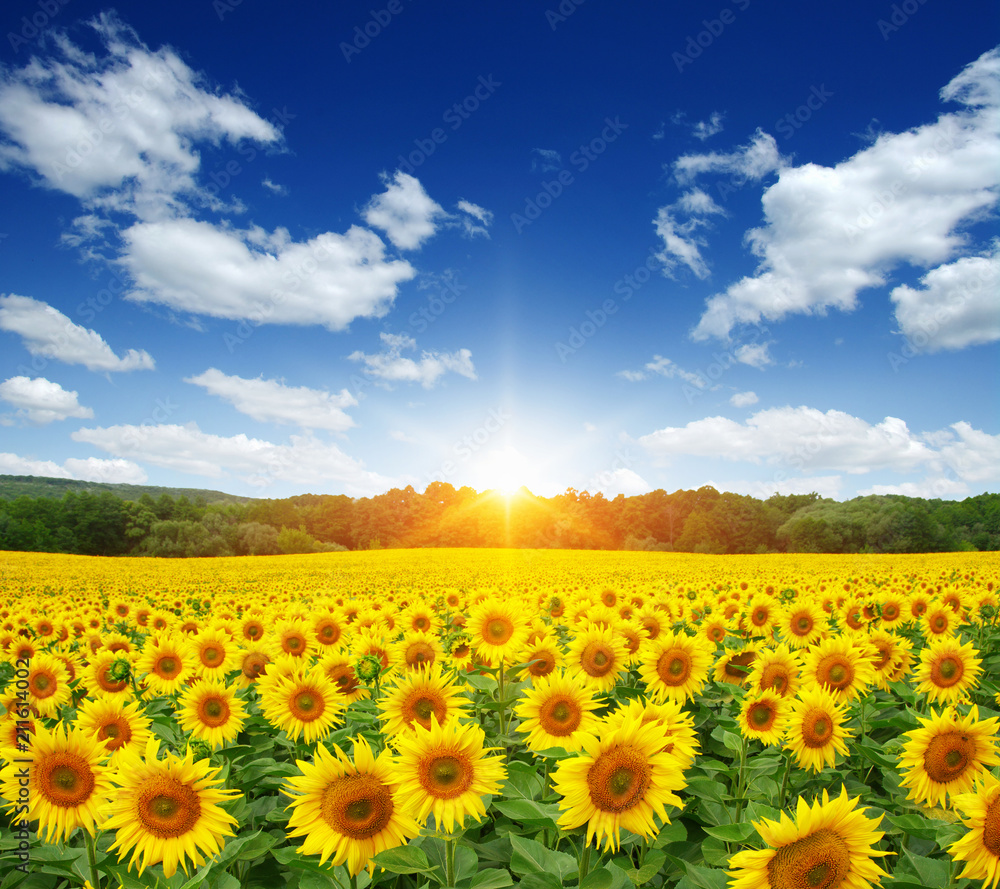Obraz premium field of sunflowers