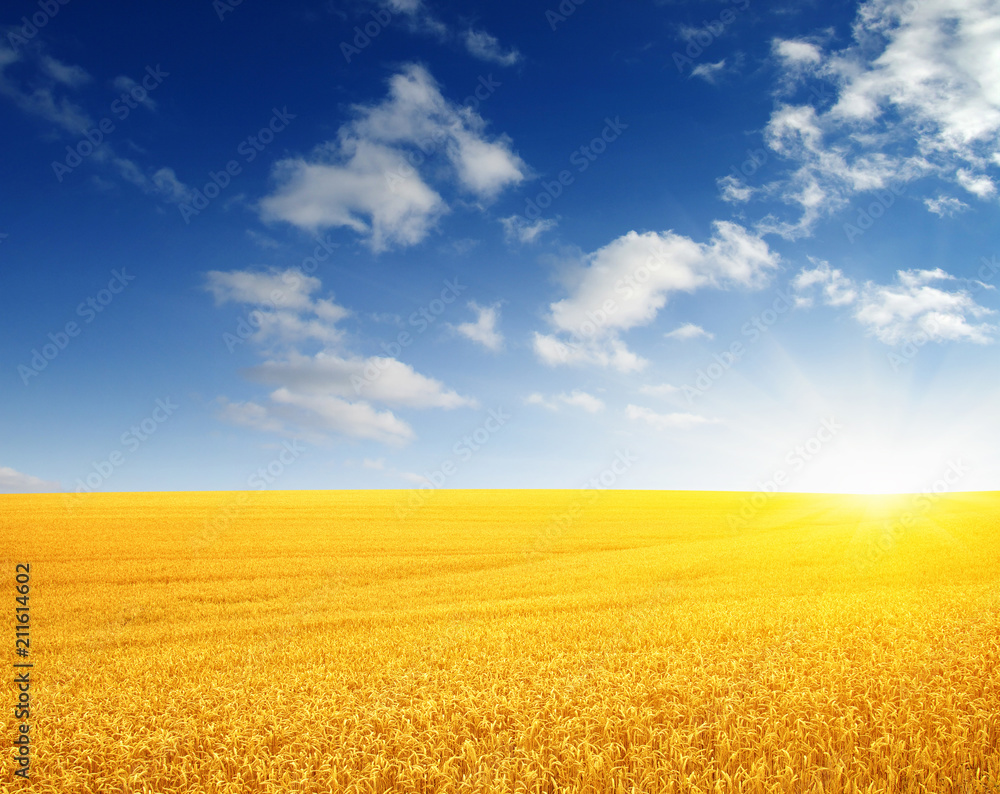 Wheat field and sun