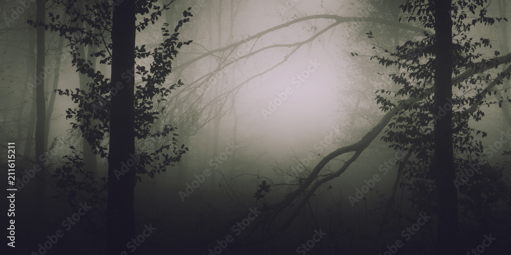 Obraz premium misty forest with fallen trees after storm