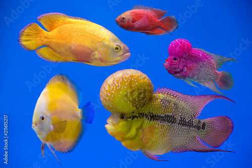 Beautiful fishs in the aquarium.