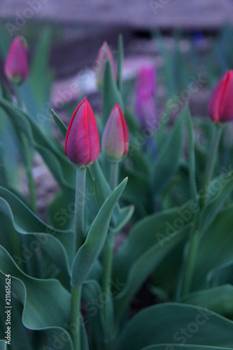 Light Pink Tulips with fresh green leaves are one of the most beautiful flowers in the garden.