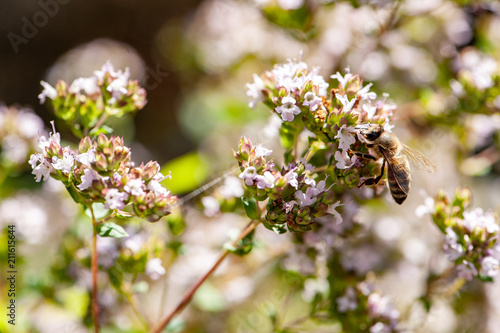 Biene auf Oreganoblüte im Gegenlicht