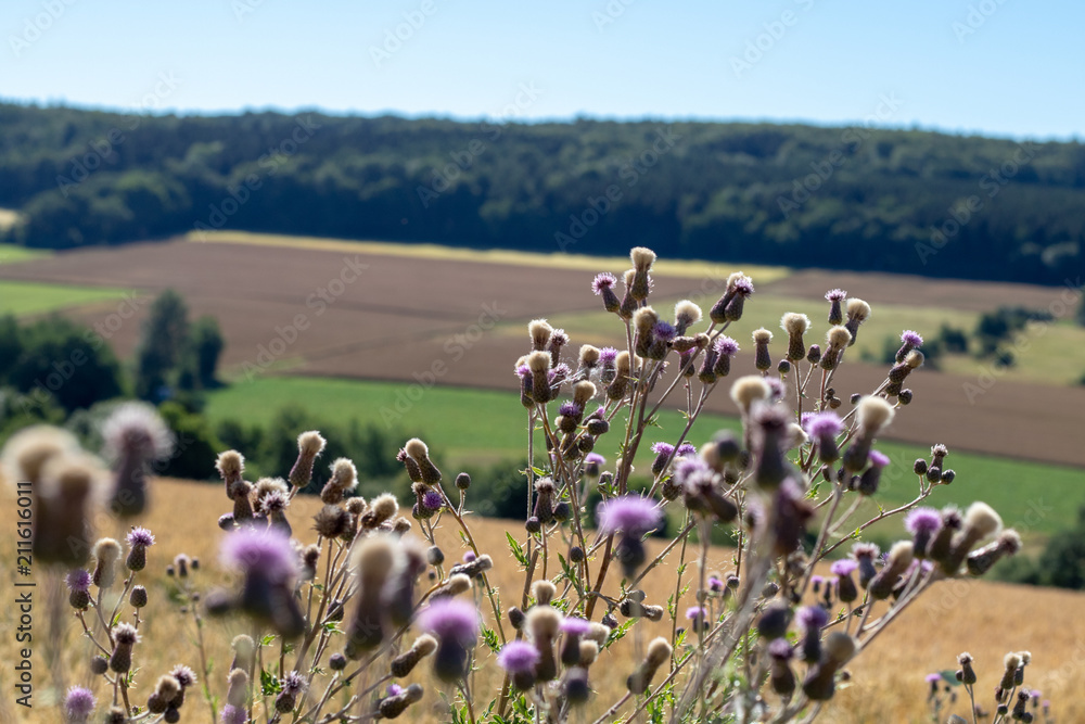 Purple blooming thistle in front of a low mountain landscape in summer