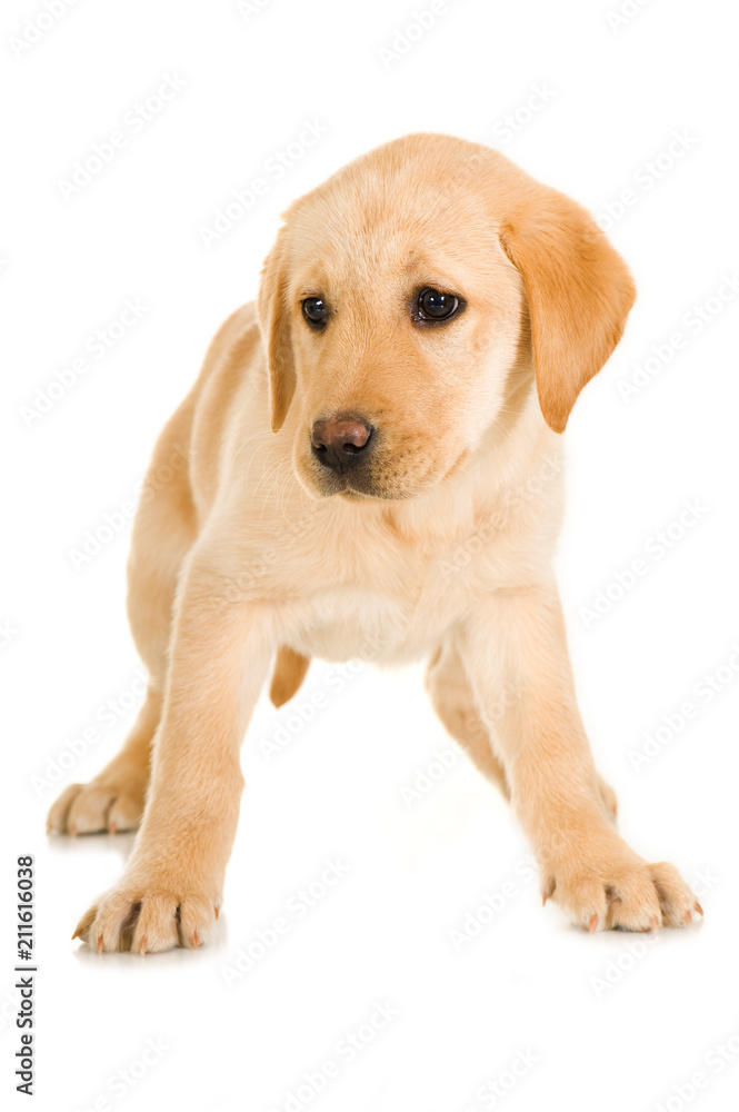 Labrador Retriever Welpe isoliert auf weißem Hintergrund Labrador Retriever Welpe isoliert auf weißem Hintergrund