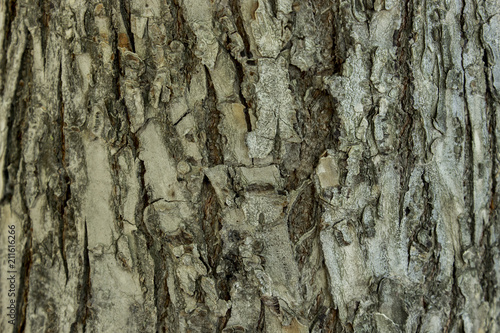 Fototapeta Naklejka Na Ścianę i Meble -  Texture of the tree bark. Bark baskground