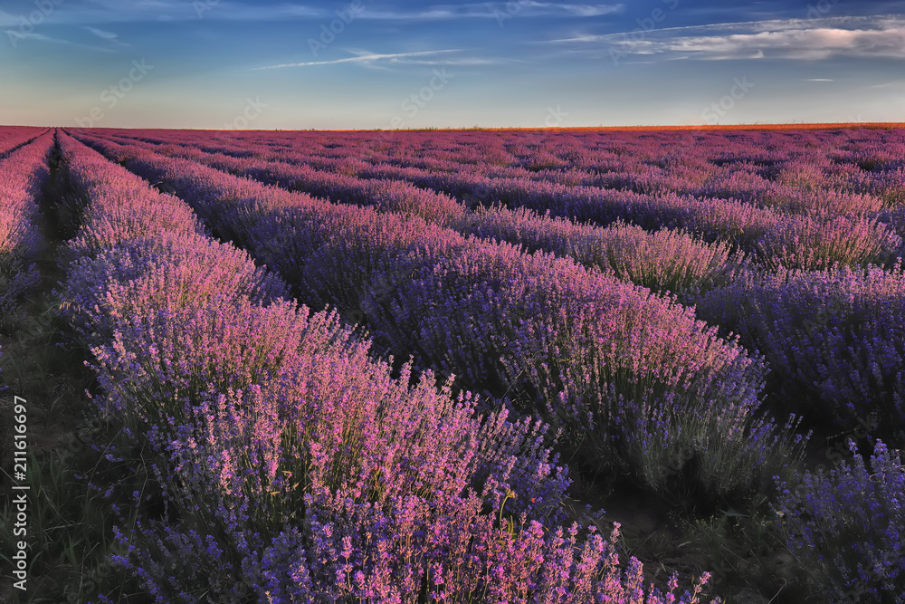 Fototapeta premium Day view of beautiful landscape of lavender field rows