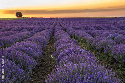 Beautiful landscape of blooming lavender field at sunset / sunrise