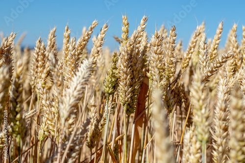 Close up view on several golden ripe wheat ears on a agricultural field in summer