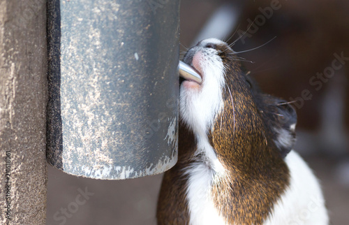 Portrait of guinea pig drinking photo