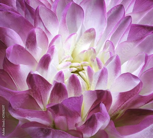 Chrysanthemum pink-white. Background of a chrysanthemum flower close-up.  Nature.