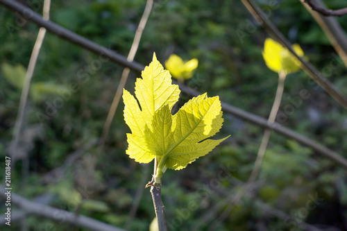 Young green leaves in backlight photo