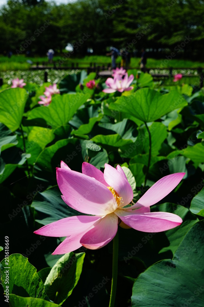 蓮の花