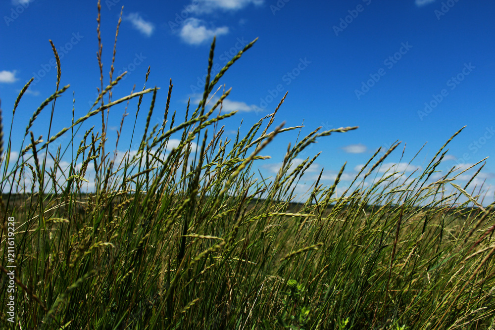 Fototapeta premium grass, sky, field, green, nature, blue, agriculture, wheat, summer, landscape, plant, meadow, corn, farm, rural, food, spring, clouds, cloud, crop, sun, cereal, season, grain, horizon