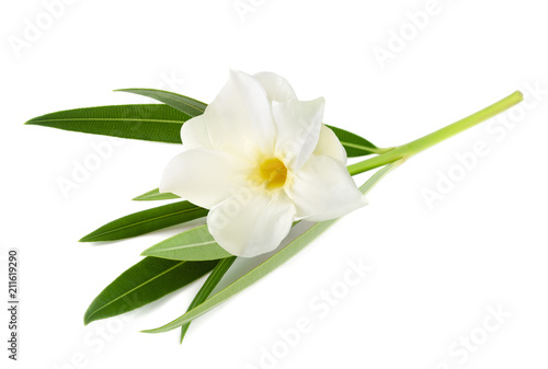 White oleander photo